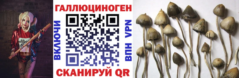 Галлюциногенные грибы Cubensis  Туран 